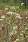 Water cowbane